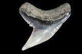 Colorful Fossil Tiger Shark (Galeocerdo) Tooth - Virginia #71144-1